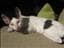 Minicole