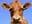 Muuu