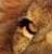 Aslan_
