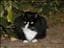 Kattolin