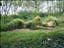 Robina