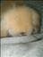 Miiah