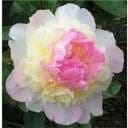 Pion2